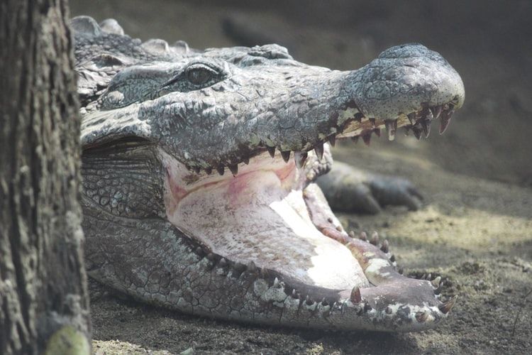 46+ Gambar Lidah Hewan Buaya HD Terbaik