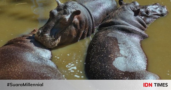 5 Fakta Unik Kuda Nil Hewan Afrika Yang Hobi Berendam