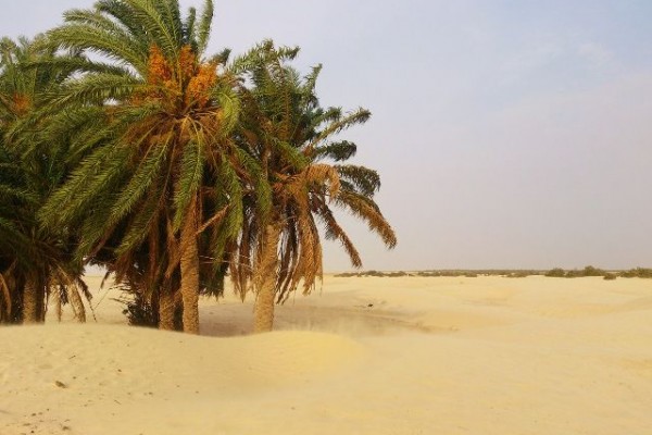 Selain Kurma, 7 Tumbuhan Ini Bisa Tumbuh di Wilayah Sahara