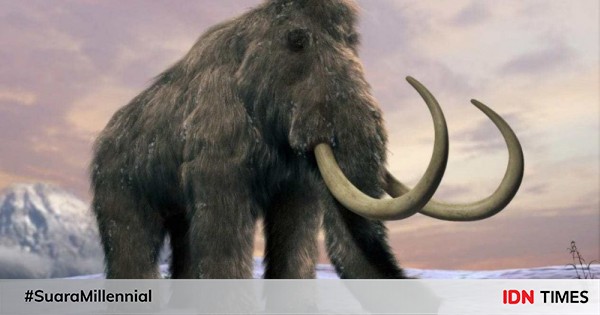 5 Fakta Unik Mammoth  Berbulu Si Gajah Purba  yang Melegenda