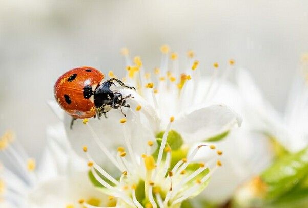 Sering Pura-pura Mati, 8 Fakta Unik Ladybird Kumbang Terimut di Dunia