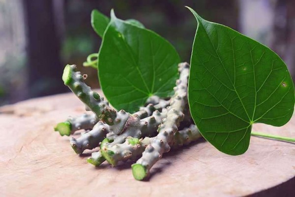 6 Khasiat Brotowali bagi Kesehatan, Tanaman Herbal Sejuta Manfaat