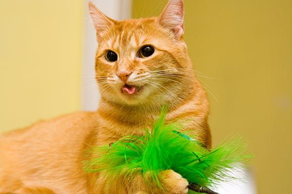 5 Penyebab Kucing Menjulurkan Lidah yang Harus Kamu Tahu!