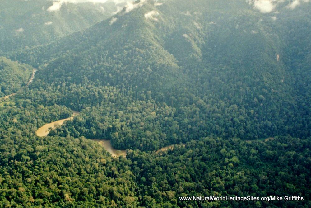 5 Fakta Hutan Hujan Sumatra yang Kini Kondisinya Memperihatinkan