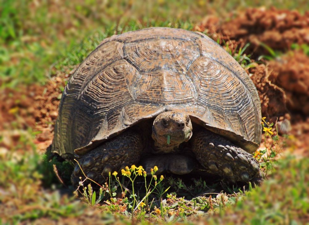 Download 42 Koleksi Gambar Flora Dan Fauna Di Mesir Paling Bagus 