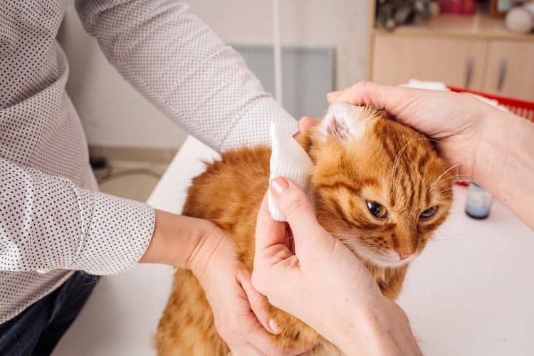 Cat Scratch Disease, Cakaran Kucing yang Berujung Jadi Penyakit!