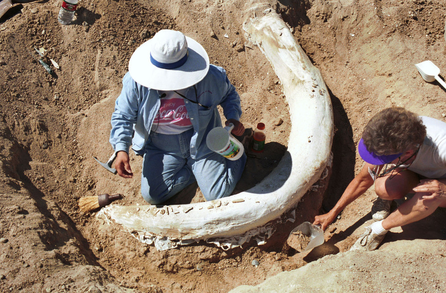 5 Fakta Unik Mammoth Berbulu Si Gajah  Purba  yang Melegenda