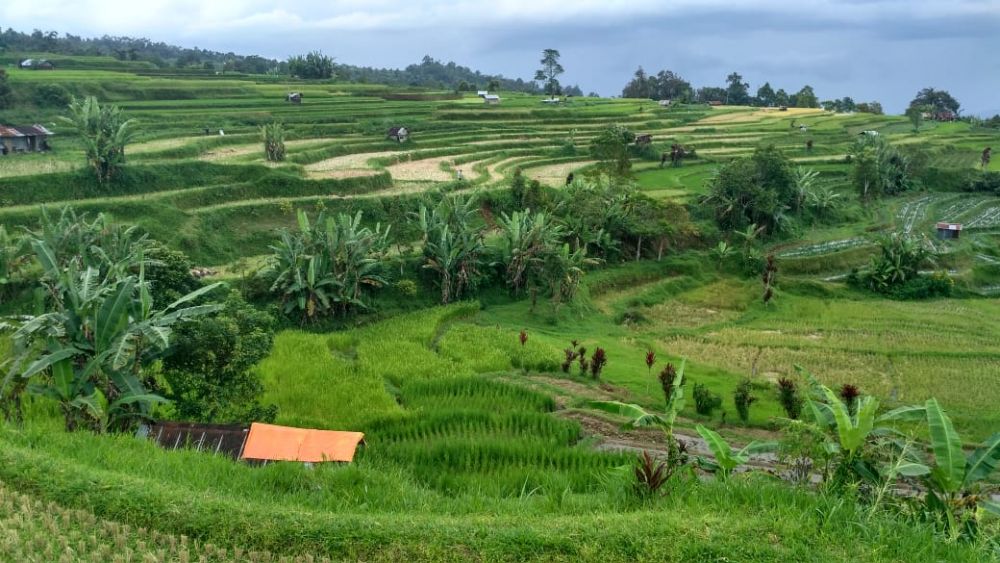 Jabar Dilanda Kekeringan, Beras Bulog Justru Menumpuk