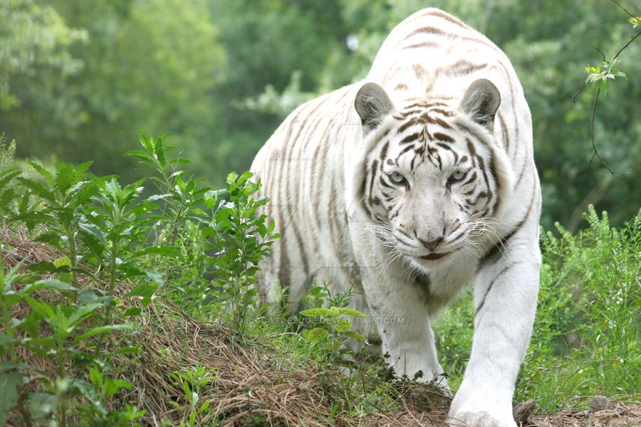 Harimau Putih Terbesar Di Dunia Moa Gambar