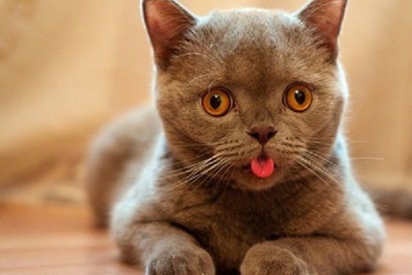5 Penyebab Kucing Menjulurkan Lidah yang Harus Kamu Tahu!