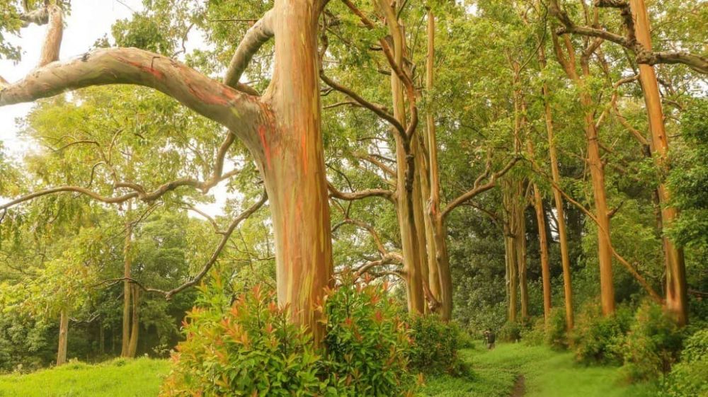 6 Fakta Unik Pohon Eukaliptus  Tumbuh Supercepat dan Kaya 