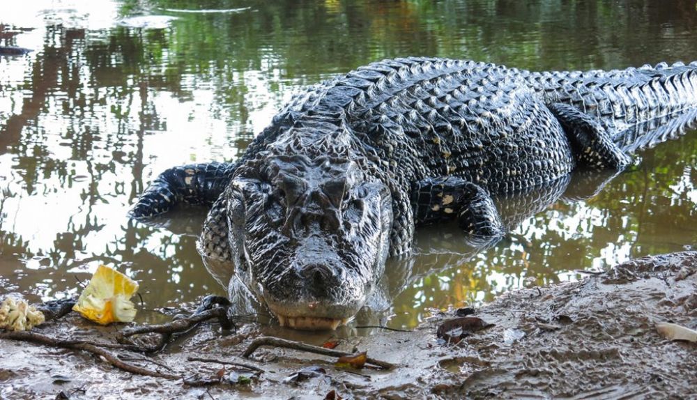 6 Fakta Unik Sungai Amazon, yang Terpanjang di Benua Amerika 