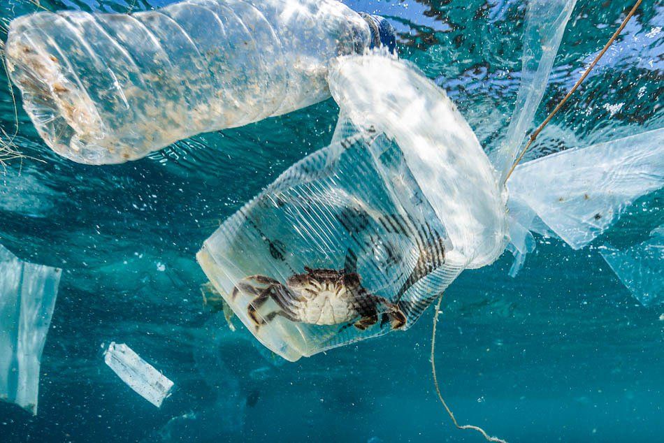 Patut Ditiru! Duta Wisata Bersihkan Sampah Plastik di Pantai Pandan