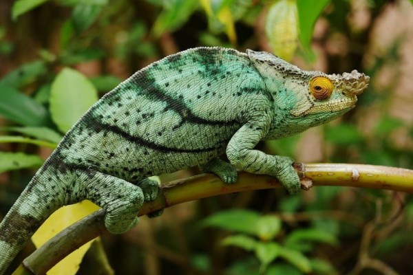 10 Bunglon Endemik Madagaskar Dengan Penampilan Unik