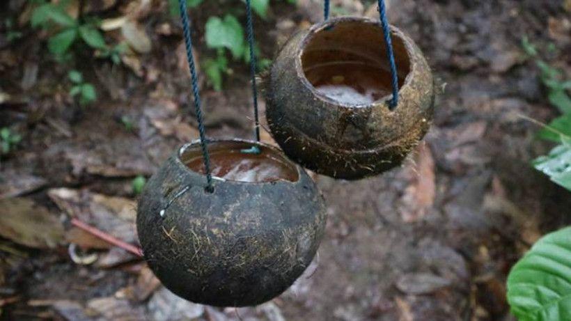 5 Minuman dari Tanah Papua, Menyegarkan dan Kaya Manfaat