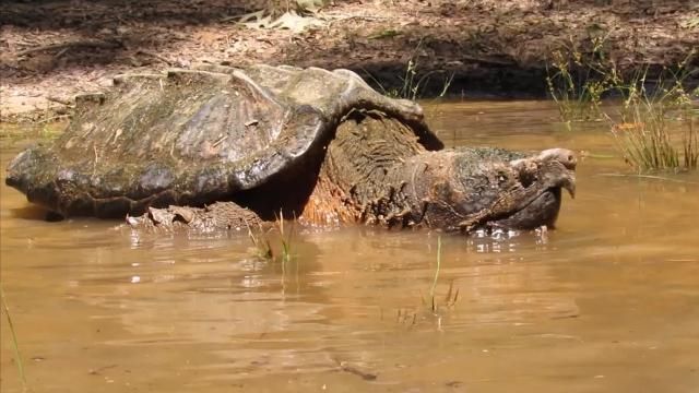 5 Fakta Alligator Snapping Turtle Yang Mengerikan