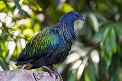 82 Gambar Bintang Burung Garuda Paling Bagus 82 Gambar Bintang Burung Garuda Paling Bagus