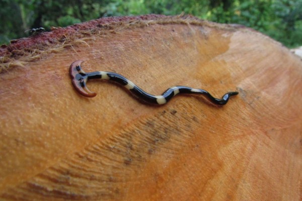 5 Fakta Cacing Hammerhead, Bahaya, Kanibal dan Beracun!