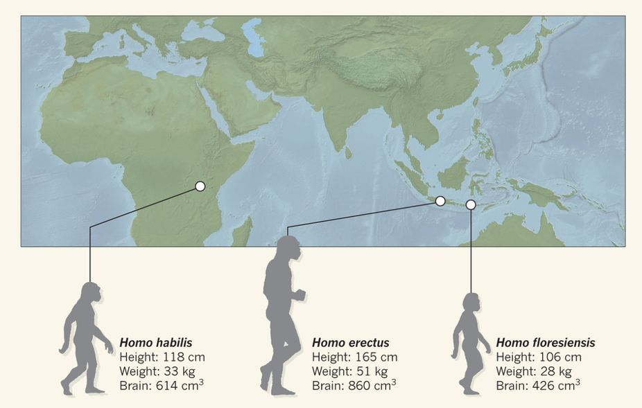 Dijuluki 'Hobbit', 7 Fakta Menarik Spesies Homo floresiensis
