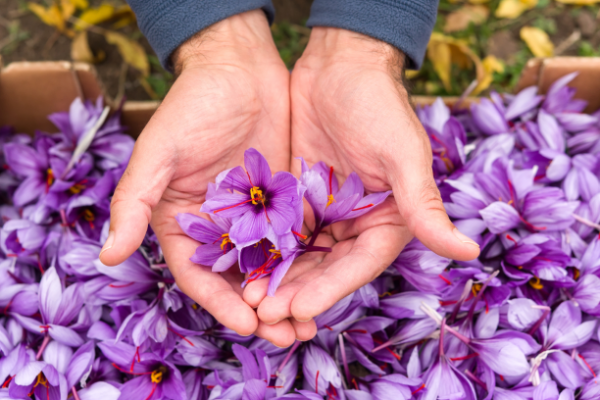 5 Kegunaan Bunga Saffron Untuk Kecantikan Cewek Wajib Tahu