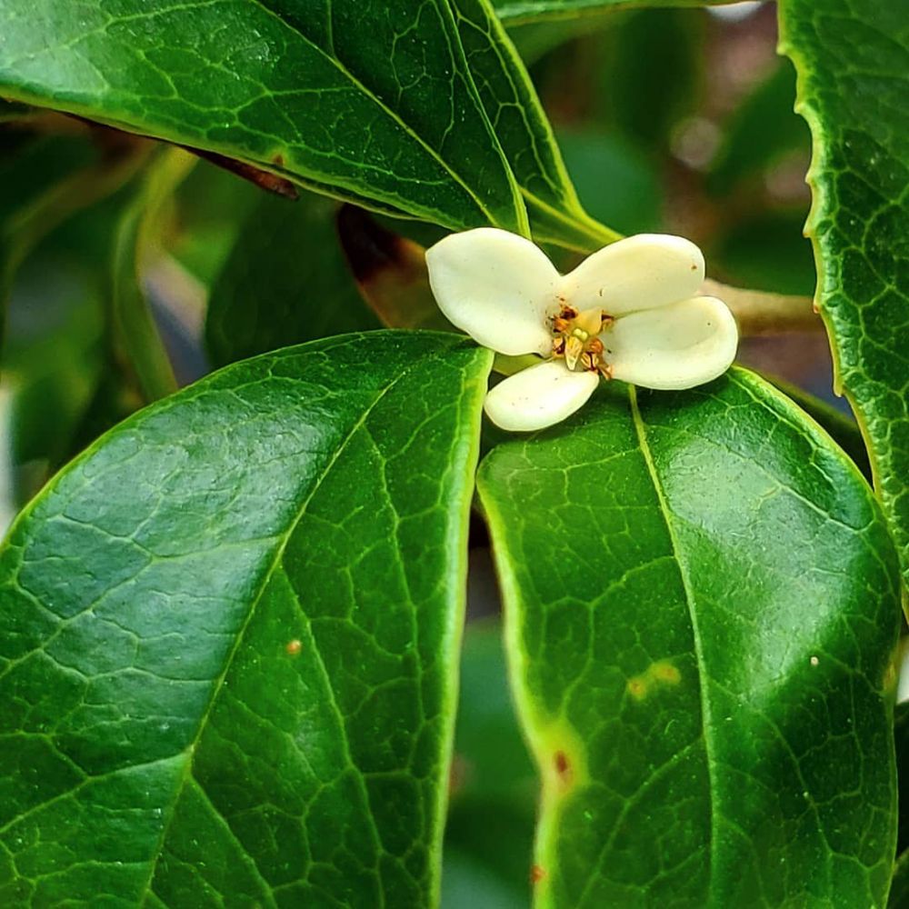 Osmanthus mask