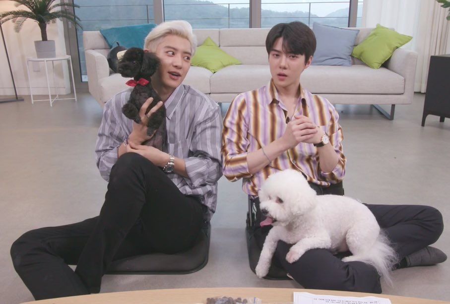 9 Potret Sehun Exo Dan Anjing Peliharaannya Bikin Fans Iri Dan Gemas