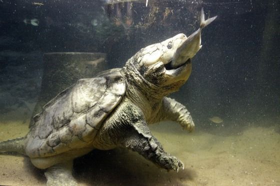 5 Fakta Alligator Snapping Turtle Yang Mengerikan
