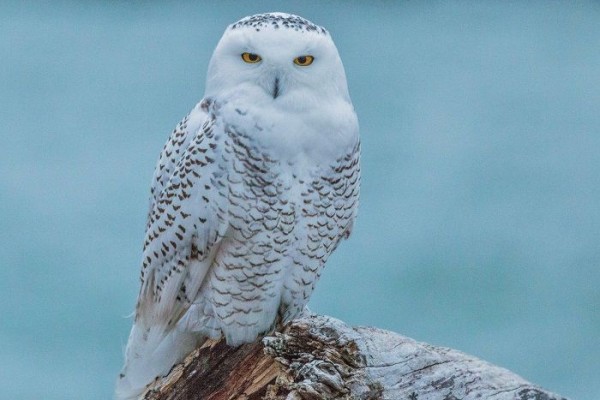 5 Fakta Menarik Snowy Owl, Burung Hantu Cantik Penghuni Antartika