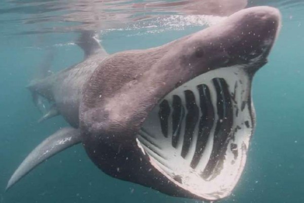 7 Fakta Menarik Basking Shark, Si Hiu Raksasa Pemakan Plankton