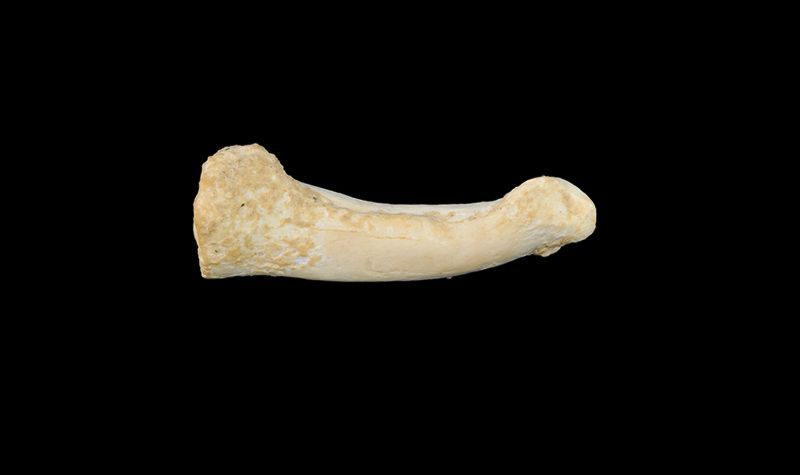 Spesies Manusia Purba Baru, 9 Fakta Menarik Homo Iuzonensis