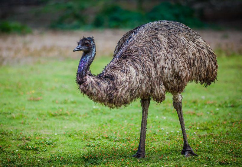 5 Burung Paling Berbahaya di Dunia, Ada yang Pernah Kamu Temui?