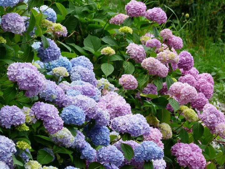 5 Keistimewaan Bunga Hortensia Warnanya Bisa Diatur Sendiri