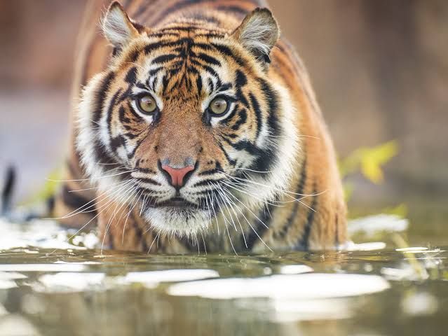 Harimau yang Tertangkap di Palas Mulai Pulih, Segera Dilepas ke Hutan