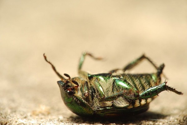 7 Cara Serangga Melindungi Diri Ada Yang Berpura Pura Mati Lho