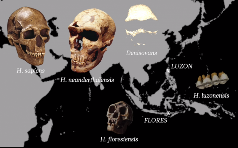 Spesies Manusia Purba Baru, 9 Fakta Menarik Homo Iuzonensis