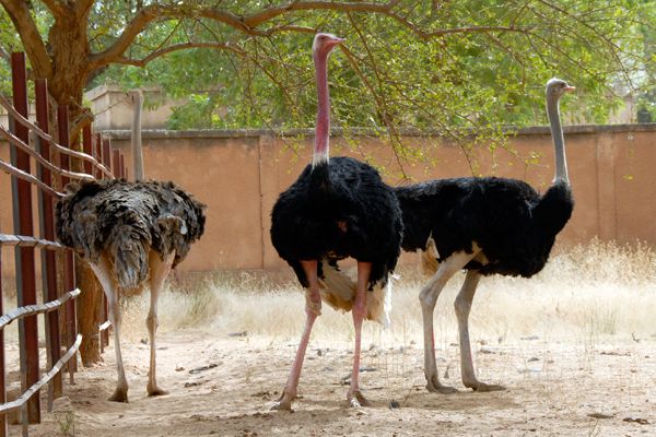 5 Burung Paling Berbahaya di Dunia, Ada yang Pernah Kamu Temui?