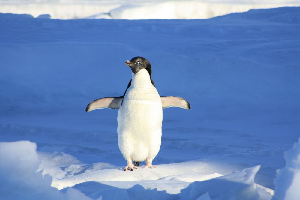 7 Satwa Liar Penghuni Antarktika, Ekosistem Terdingin di Dunia 