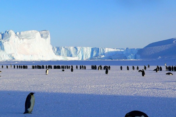 7 Satwa Liar Penghuni Antarktika, Ekosistem Terdingin di Dunia 