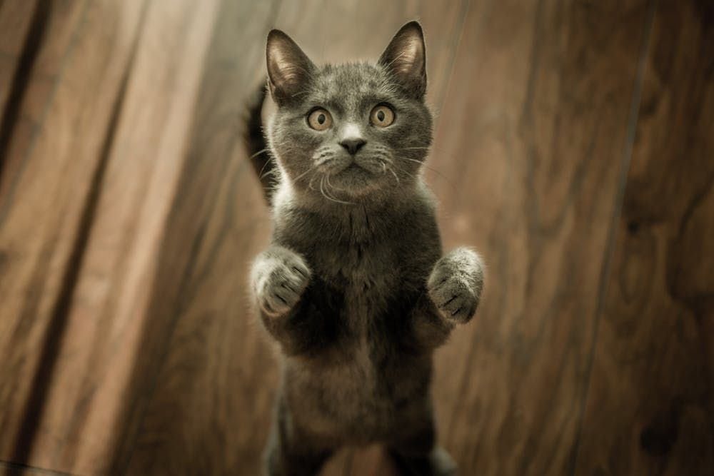 7 Makna Idiom Inggris Menggunakan Kata Kucing Unik Banget