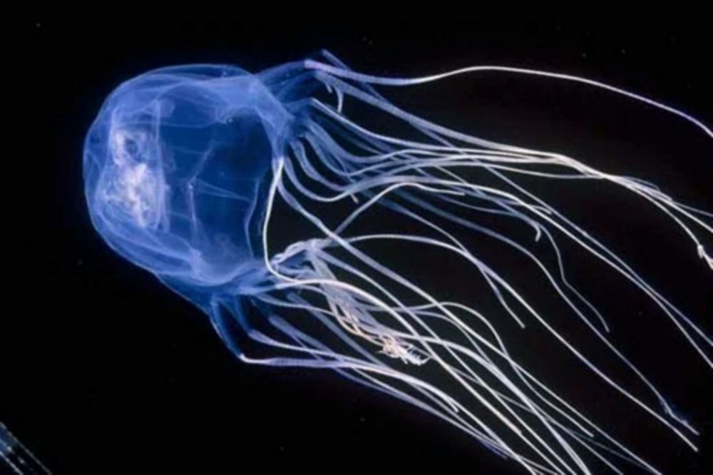 5 Fakta Ubur-ubur Kotak, Mahluk Laut Paling Berbisa di Dunia