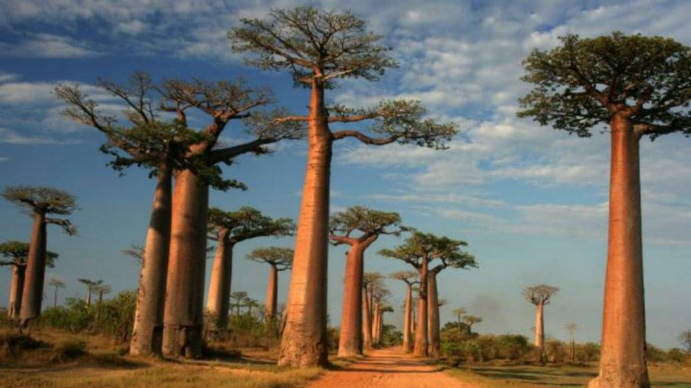 5 Fakta Unik Baobab, Pohon Kehidupan Raksasa Berusia Ribuan Tahun