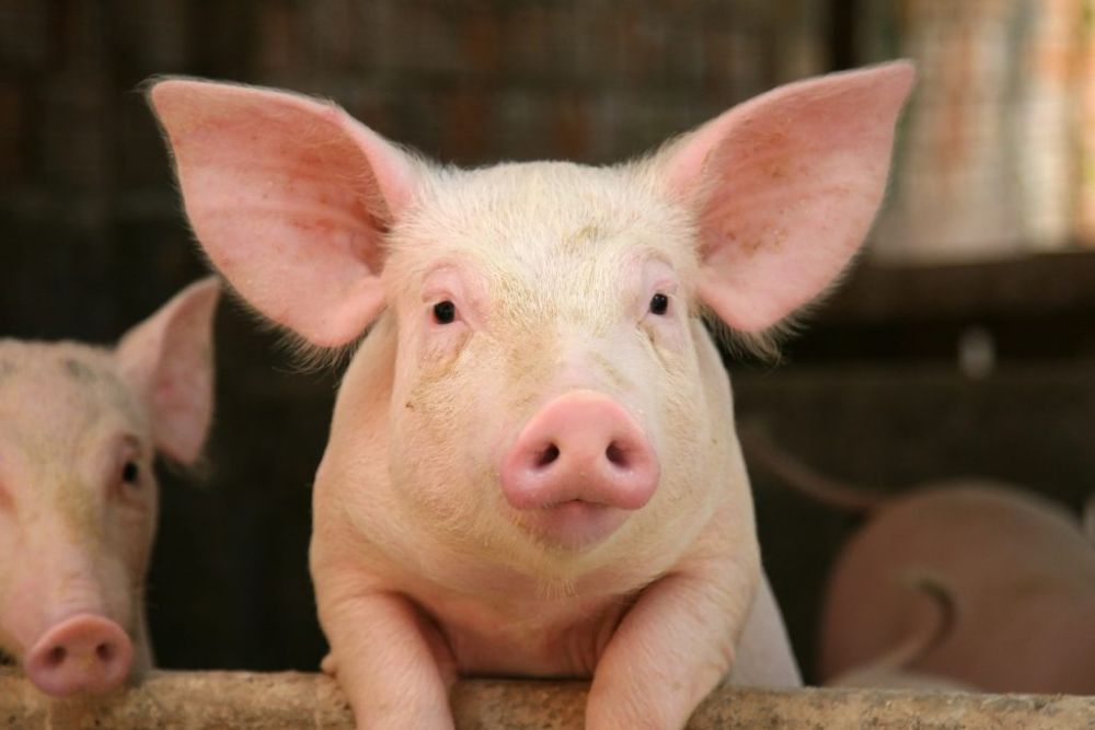 5 Fakta Babi  yang Jarang Diketahui Termasuk Hewan  Pintar Lho
