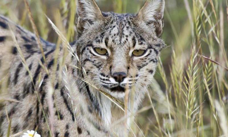 Miris 5 Hewan Cantik Ini Terancam Punah Di Habitatnya Sendiri