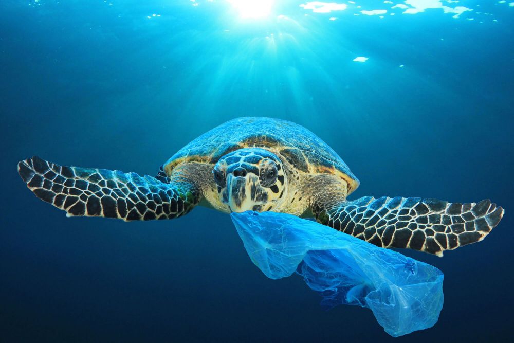 Jamur Pemakan Plastik Mampu Bersihkan Laut Lebih Baik dari Kita