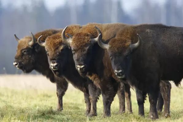 49++ Hewan bison terbesar new