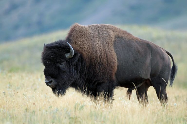 5 Fakta Bison Mamalia Terbesar Yang Jadi Simbol Amerika Serikat