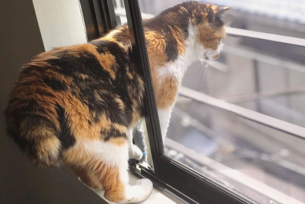 Mengenal Japanese Bobtail, Ras Kucing Unik Berekor Pendek