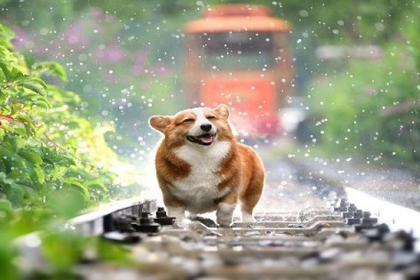 Pecinta Anjing Kamu Wajib Coba 7 Aplikasi Khusus Hewan Peliharaan Ini