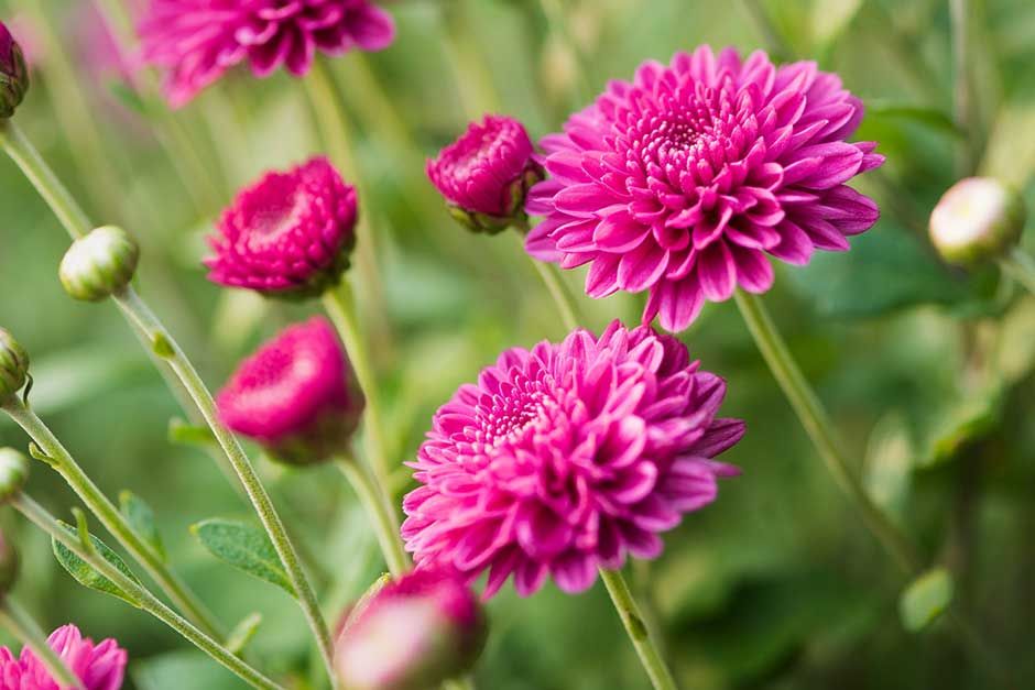 12 Bunga  Cantik Tahan  Lama  Bermakna Mendalam yang Cocok 