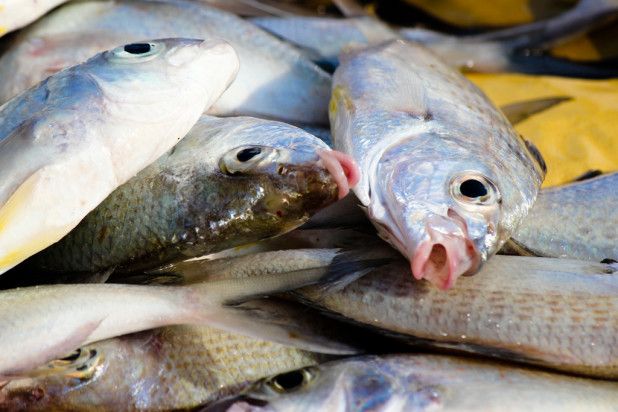 88 Ton Sisik Ikan Dari Jateng Dijadikan Bahan Kosmetik di Jepang